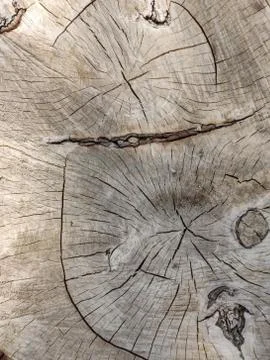Wood texture of cutted tree trunk, close-up Stock Photos