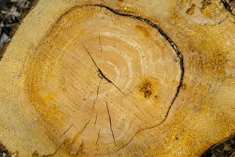 Wood texture of cutted tree trunk, close-up with crack Stock Photos