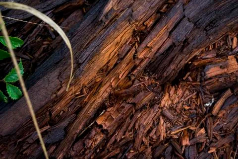 Wood texture. disintegration. Foto stock