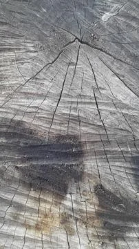 Wood texture. End cut of a tree. Vintage wood background Stock Photos