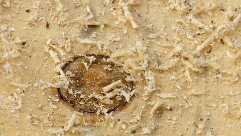 Wood texture Stock Footage 78310624