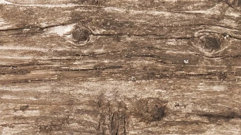Wood texture Stock Footage 78422008