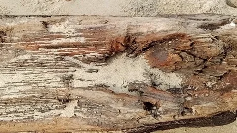 Wood Texture Stock Footage 302105403