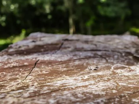 Wood texture in the foreground Foto stock