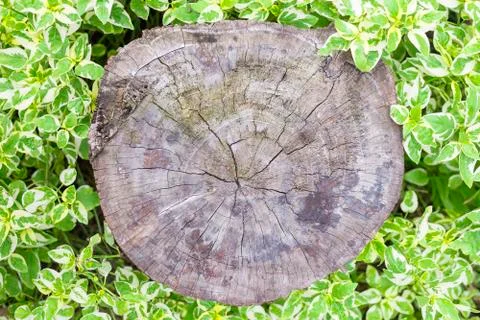 Wood texture on grass Stock Photos