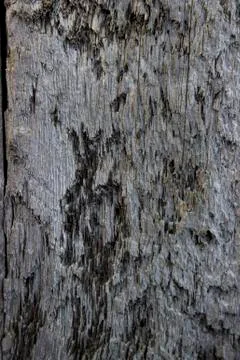 Wood texture - Image Stock Photos