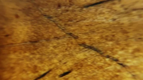 Wood texture on a large plank with lots of details Stock Footage 333418501