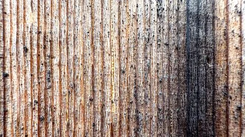 Wood texture in macro. The texture of the tree close-up. Stock Photos