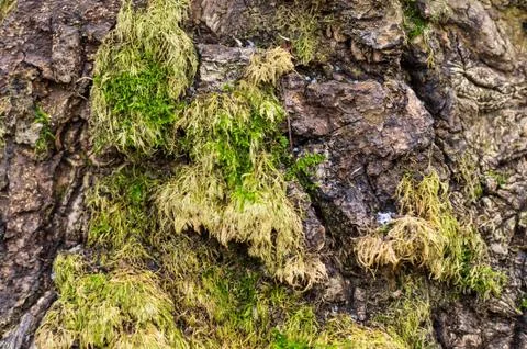 Wood texture with moss Stock Photos