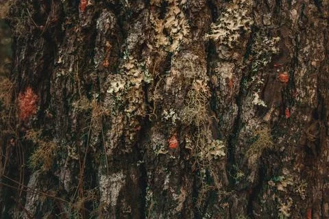 Wood texture with moss on pine tree in south america Stock Photos