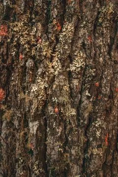 Wood texture with moss on pine tree in south america Stock Photos
