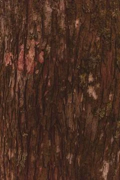 Wood texture with moss on pine tree in south america Stock Photos
