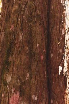 Wood texture with moss on pine tree in south america 스톡 사진