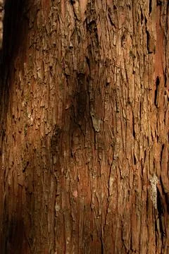 Wood texture with moss on pine tree in south america 스톡 사진