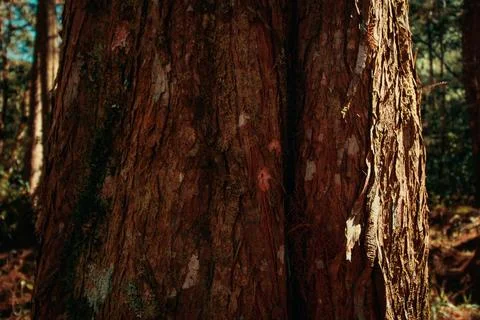 Wood texture with moss on pine tree in south america Stock Photos