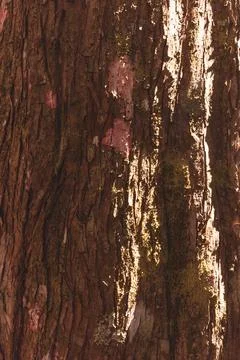 Wood texture with moss on pine tree in south america Foto stock