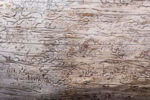 Wood Texture With Natural Pattern Stock Photos