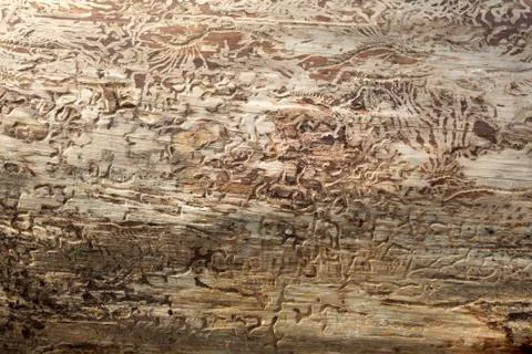 Wood Texture With Natural Pattern Stock Photos