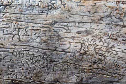 Wood Texture With Natural Pattern Stock Photos