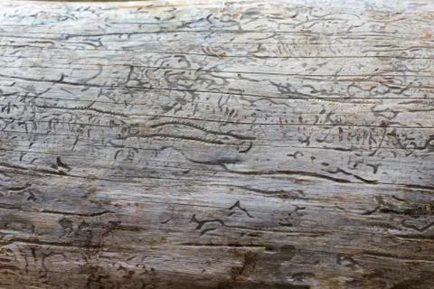 Wood Texture With Natural Pattern Stock Photos