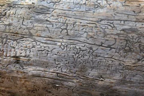 Wood Texture With Natural Pattern Stock Photos