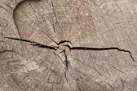 Wood Texture With Natural Pattern Foto stock