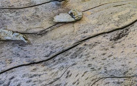 Wood Texture With Natural Pattern Stock Photos
