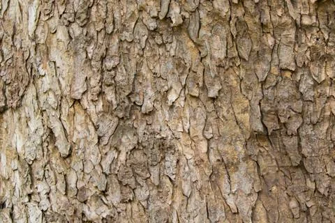 Wood texture with natural patterns, Background old panels, The bark of the tr Stock Photos