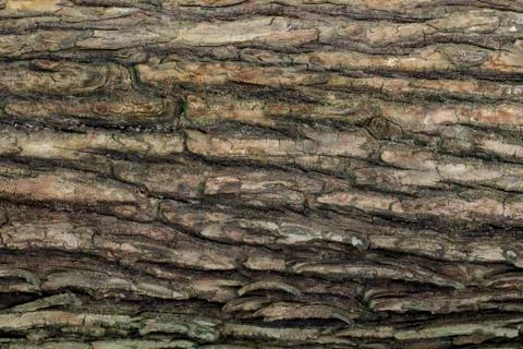 Wood texture with natural patterns, Background old panels, The bark of the tr Stock Photos