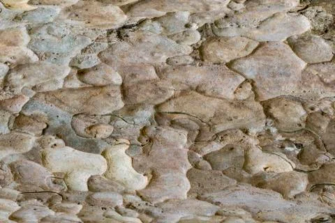 Wood texture with natural patterns, Background old panels, The bark of the tr Stock Photos