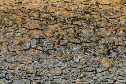 Wood texture with natural patterns, Background old panels, The bark of the tr Stock Photos
