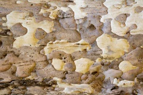 Wood texture with natural patterns, Background old panels, The bark of the tr Stock Photos