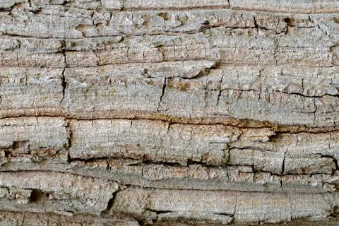Wood texture with natural patterns, Background old panels, The bark of the tr Stock Photos