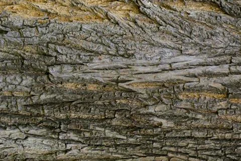 Wood texture with natural patterns, Background old panels, The bark of the tr Stock Photos