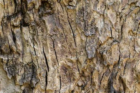 Wood texture with natural patterns, Background old panels, The bark of the tr Stock Photos