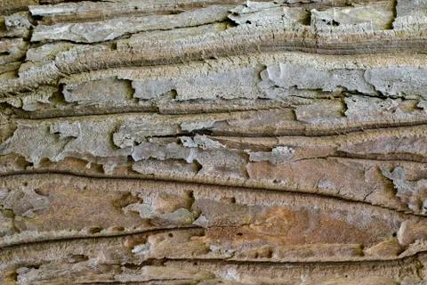 Wood texture with natural patterns, Background old panels, The bark of the tr Stock Photos