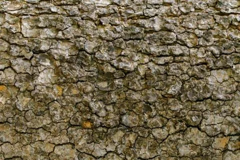 Wood texture with natural patterns, Background old panels, The bark of the tr Stock Photos