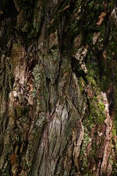Wood texture on an old tree trunk Stock Photos