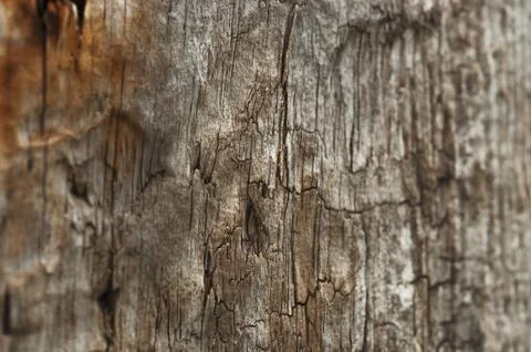 Wood texture of an old tree trunk with shallow depth of field. Stock Photos