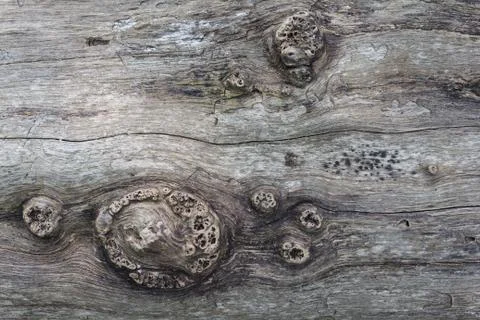 Wood texture or surface Stock Photos