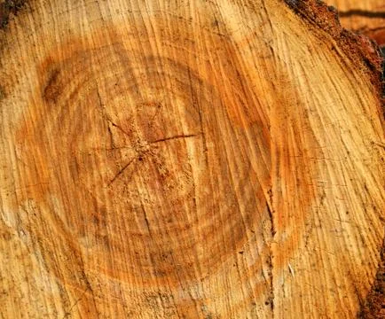 Wood texture Stock-Fotos