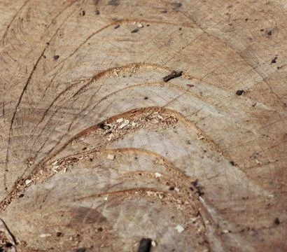 Wood texture Stock Photos