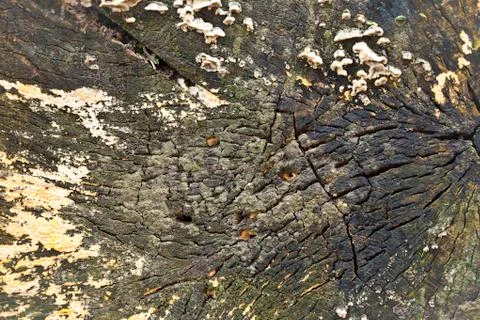 The wood texture Stock Photos