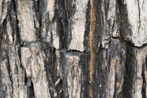 Wood texture Stock Photos