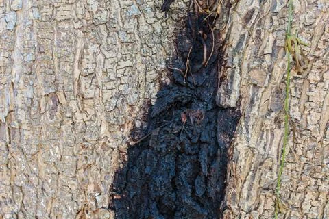 Wood texture Stock Photos