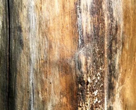 Wood texture Stock Photos