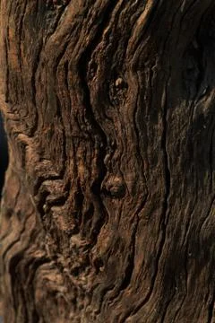 Wood texture Foto stock