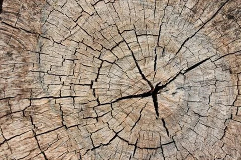 Wood texture Stock Photos