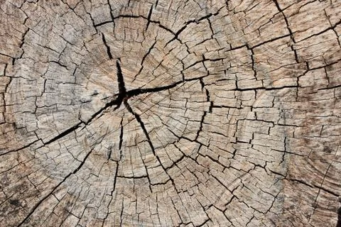 Wood texture 写真素材