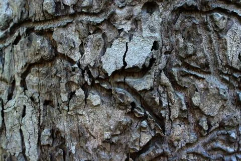 Wood texture 写真素材
